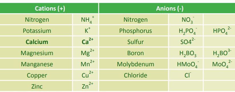 Calcium: An Essential Plant Nutrient | Haifa Group